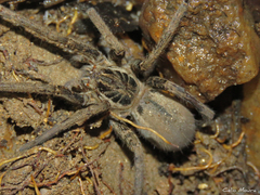 Ancylometes concolor
