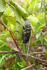 Lampetis dilaticollis