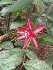 Passiflora glandulosa