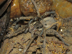 Ancylometes concolor