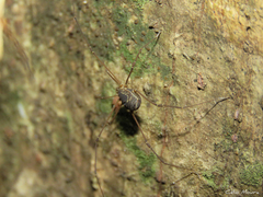 Cynorta unciscripta