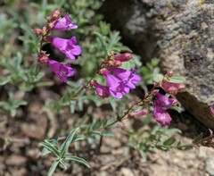 Penstemon parvulus