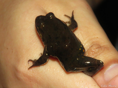 Leptodactylus pustulatus