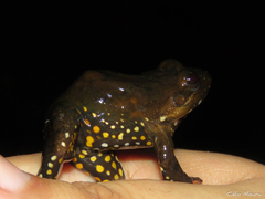Leptodactylus pustulatus