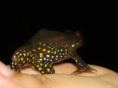 Leptodactylus pustulatus