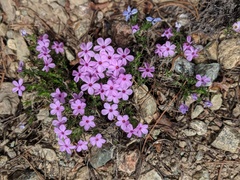 Phlox diffusa
