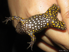 Leptodactylus pustulatus