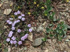 Phlox diffusa