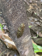 Scinax elaeochroa