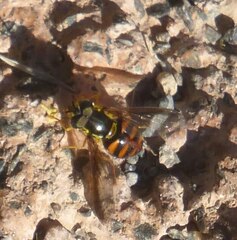 Chrysotoxum triarcuatum