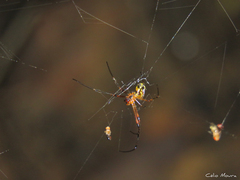 Leucauge