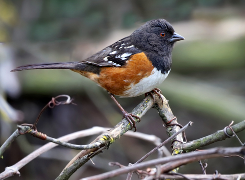 Spotted Towhee, photo 8 of 9