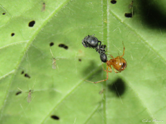 Nihonhimea tesselata