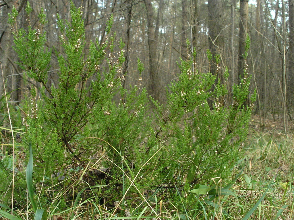Calluna vulgaris flower spikes close up