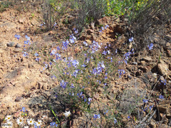Heliophila macowaniana