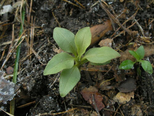 Goodyera repens iNat (1)