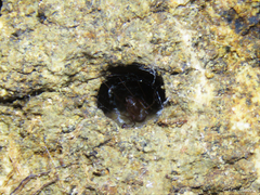 Scytodes fusca