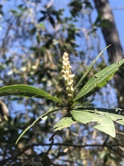 Cliftonia monophylla