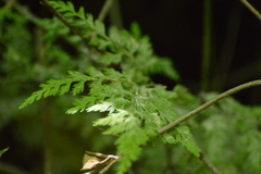 Asplenium gracillimum