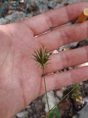 Bidens cynapiifolia