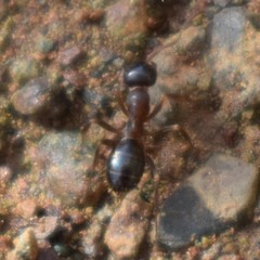Formica subpolita
