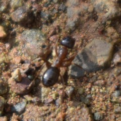 Formica subpolita