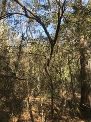 Cliftonia monophylla