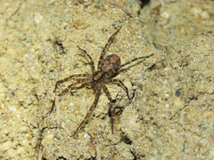 Acanthoctenus