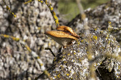 Polyporus decurrens