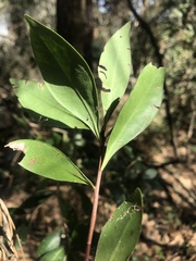 Cliftonia monophylla