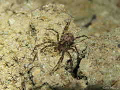 Acanthoctenus