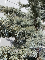 Cupressus