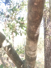 Cliftonia monophylla