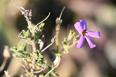 Jamesbrittenia microphylla