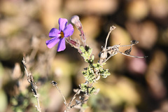 Jamesbrittenia microphylla