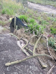 Arthrocereus melanurus