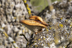 Polyporus decurrens