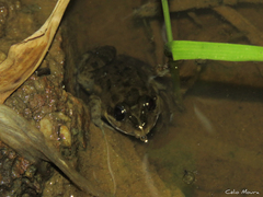 Leptodactylus pustulatus