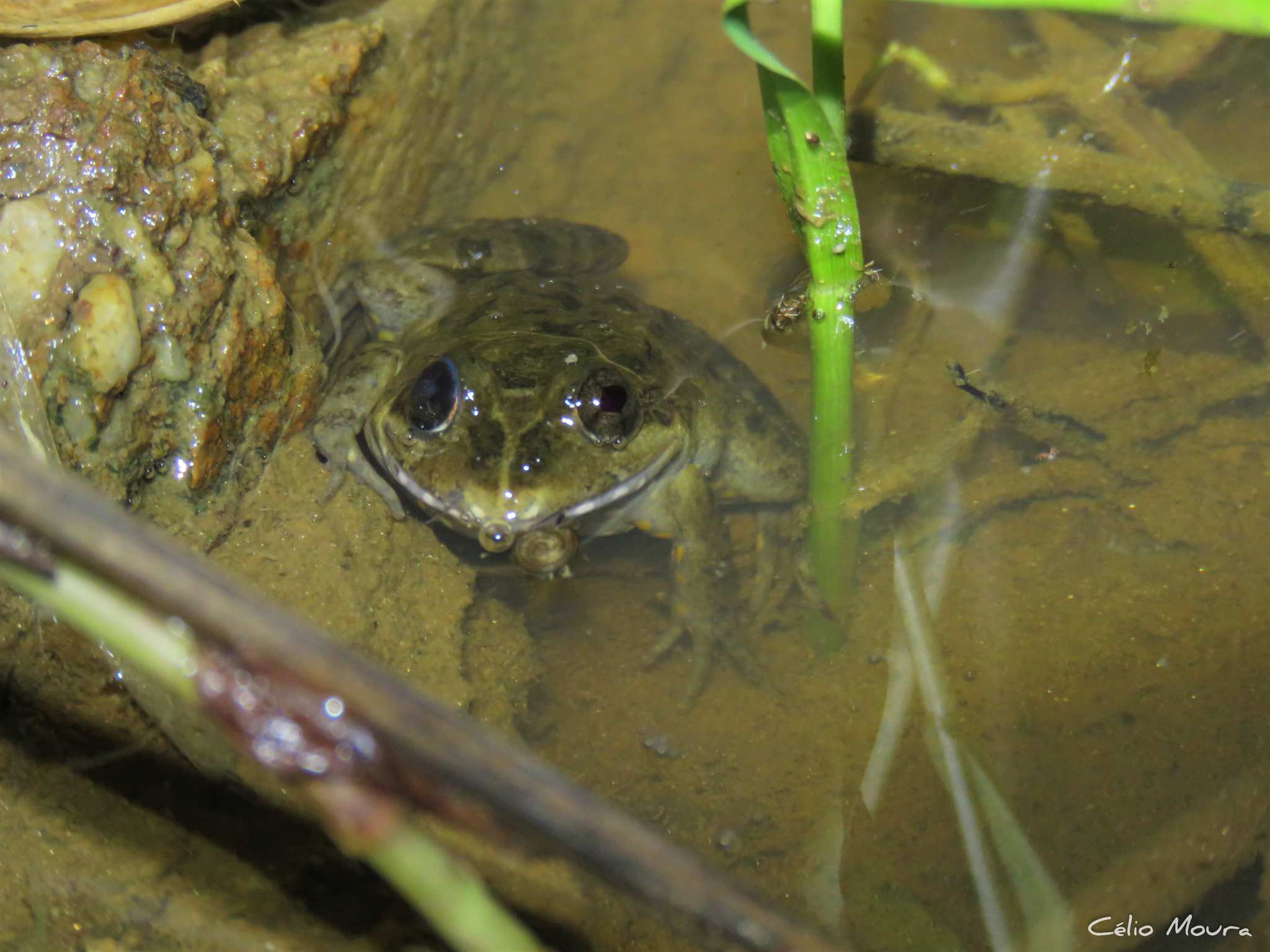 Ceara White-Lipped Frog photo 8