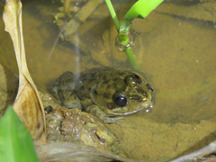 Leptodactylus pustulatus