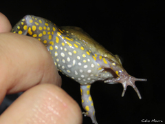 Leptodactylus pustulatus