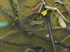 Leptodactylus pustulatus