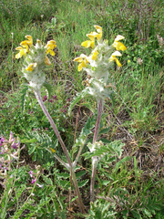 Phlomoides speciosa