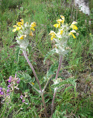 Phlomoides speciosa