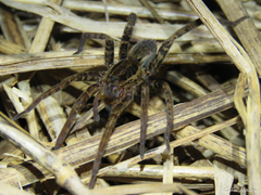 Ancylometes concolor