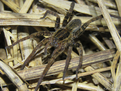 Ancylometes concolor