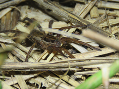Ancylometes concolor