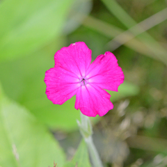Silene coronaria