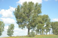 Populus nigra