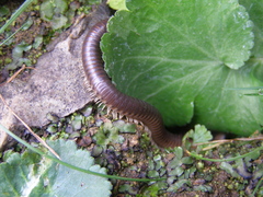 Pachyiulus flavipes